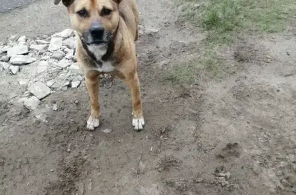 Найдена собака на Комсомольской, 33 в Котовске