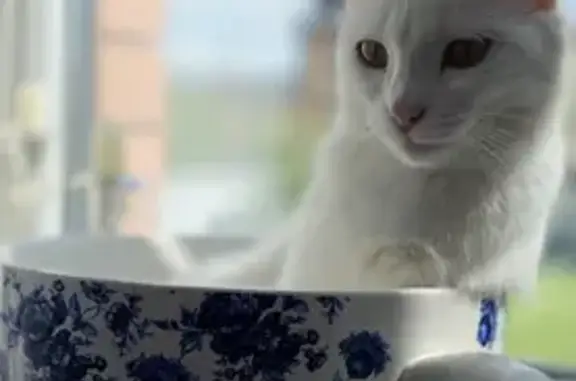 Пропала белая кошка в Оренбургской области