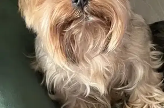 Пропала собака Фиби, чипирована, украдена в Гатчине