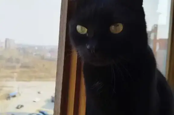 Пропала черная кошка, Ботанический переулок, 3, Томск