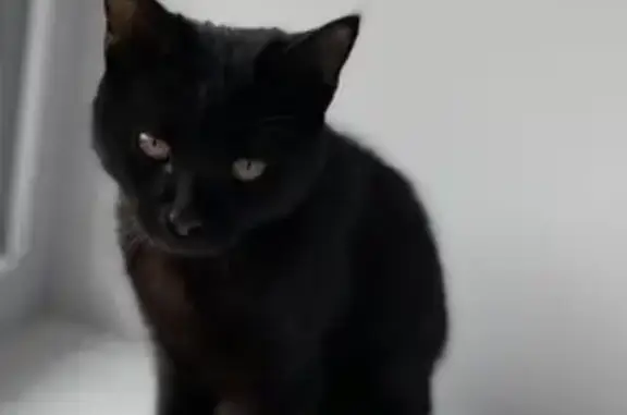 Найден черный кот на пр. Труда, Воронеж