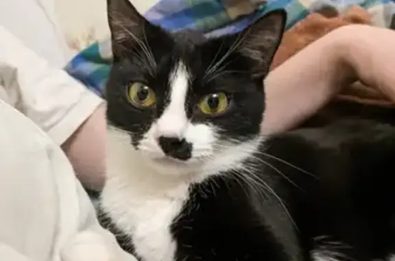 Кошки потеряшки, Санкт-Петербург, фото: Потеряшка кошка на проспекте Наставников, 11 к1