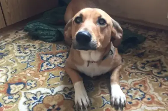 Найденные животные Ростов-на-Дону, фото: Найдена собака на Стадионной улице, Ростов-на-Дону