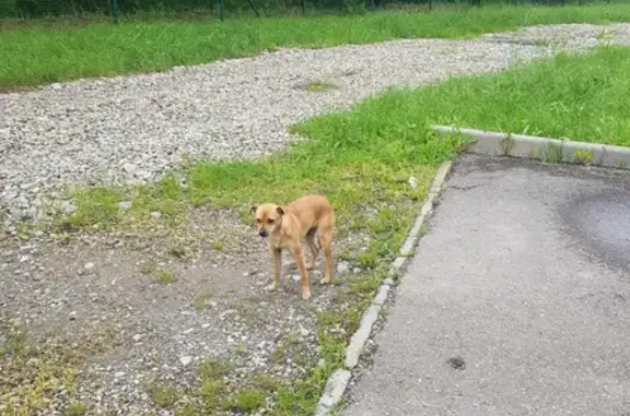 Найдена собака: ищутся добрые руки (Краснодарский край)
