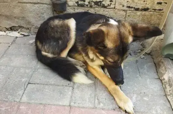 Найдена привязанная собака на ул. Заслонова, СПб