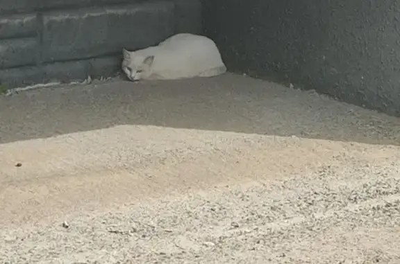 Найден белый котик на ул. Петра Столыпина, 5
