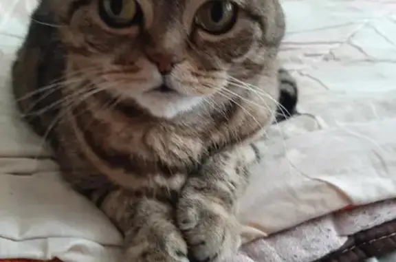 Найдена вислоухая шотландская кошка в Волгограде