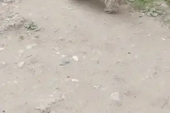 Найдена собака на улице Фадеева, 19 в Твери