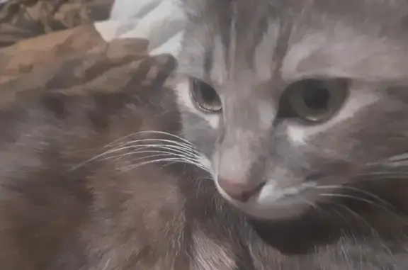 Потерянные животные Высокое, фото: Пропала кошка на улице Некрасова, 4