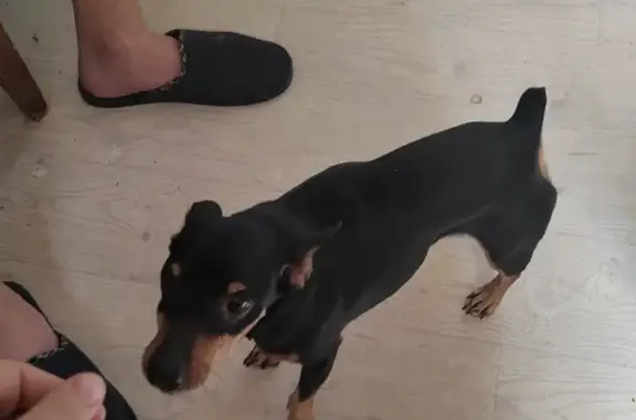 Найдена собака, Московская область, фото: Найдена собака возле д.Ионово и д.Старская, Московская обл.