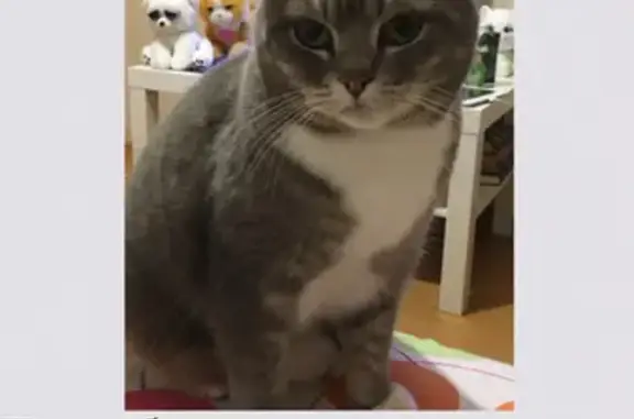 Кошки потеряшки, Ярославль, фото: Потеряшка кошка в районе Суздалки, Ньютона 24, Ярославль