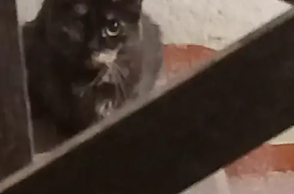 Кошка найдена в Магните на Лермонтовском
