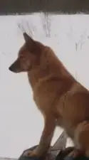 Пропала собака в Грузинском поселении