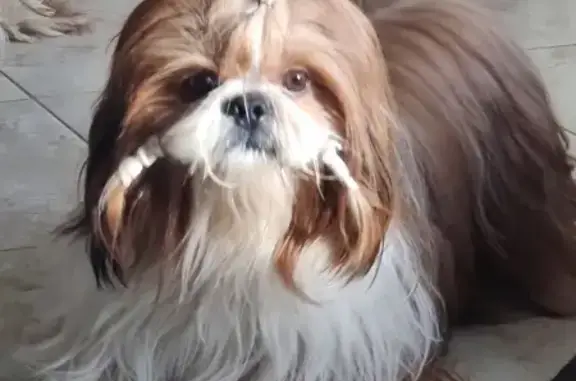 Собаки потеряшки, Ленинградская область, фото: Потеряшка собака Мальчик в Лавриках, Ленобласть