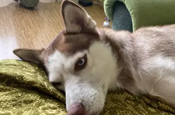 Найденные животные Ростов-на-Дону, фото: Найдена собака породы Хаски с ошейником Луна на пр. Стачки, 270