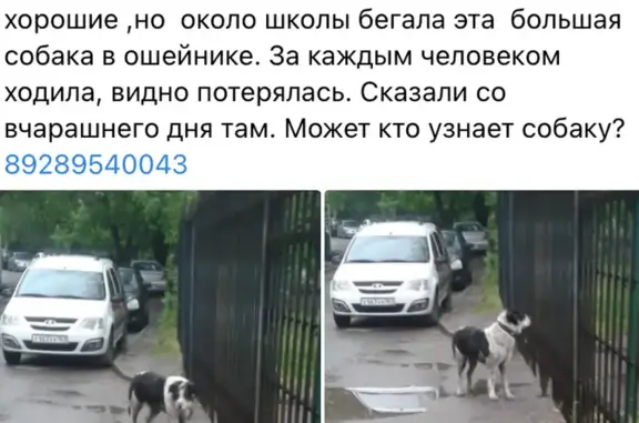 Собака на пр. Стачки в Ростове