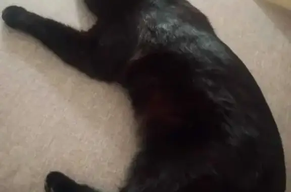 Пропала кошка на улице Кирова, 32 в Муроме