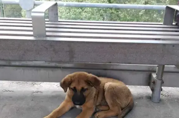 Спасите троих собачек на Филимонковском шоссе! 🆘️