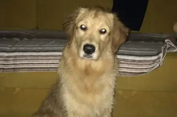 Пропала собака в Октябрьском, Новосибирская область