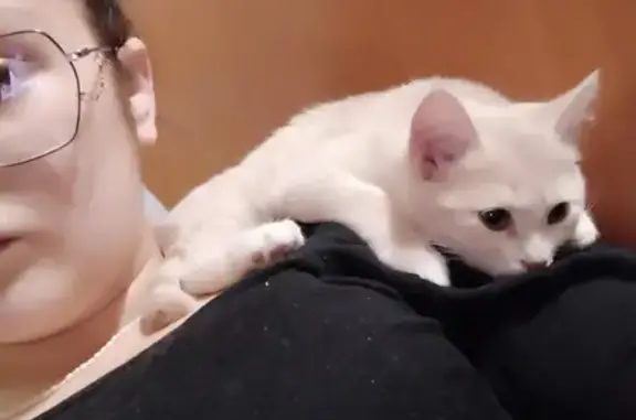 Кошки потеряшки, Киров, фото: Потеряшка рыжая кошка на ул. Горбуновой, 3, Киров