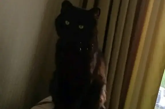 Найден черный котик с переломом ножки на Рябикова, 66