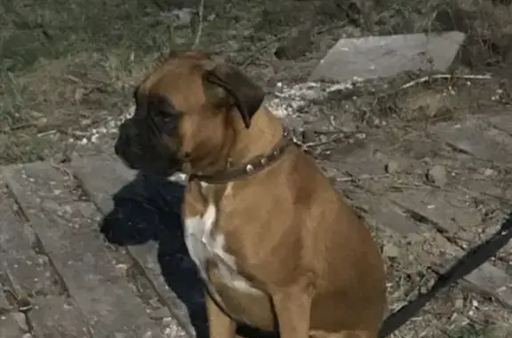 Собаки найдены в Плотниково, Новосибирская область