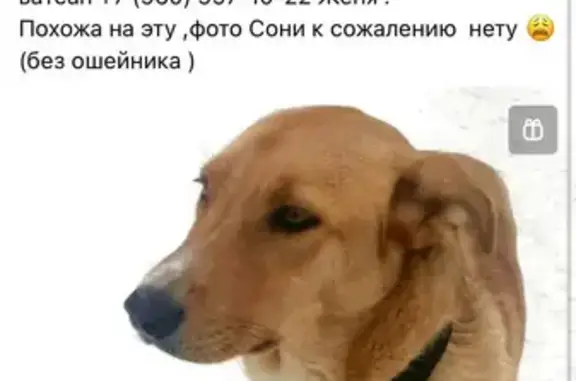 Собаки потеряшки, Красноярск, фото: Потеряшка собака на ул. Карла Маркса, Красноярский край