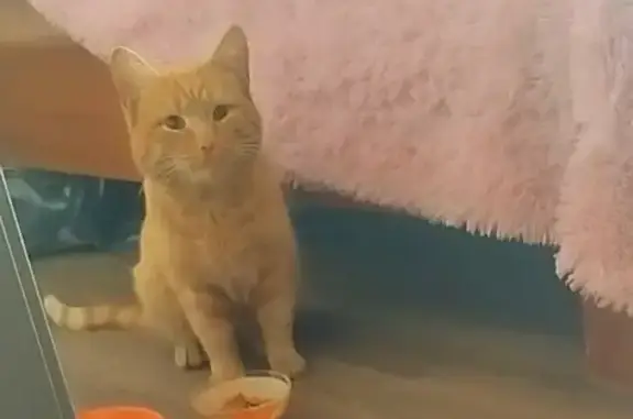 Найден домашний кот Рыжик на ул. Мужества, 10В