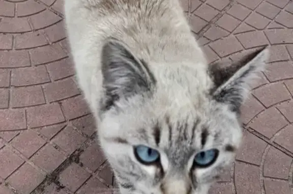 Найдена домашняя кошка Кот на Народной улице, Бокино