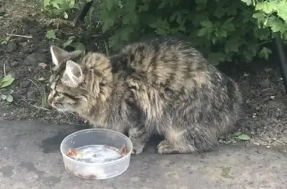 Кошка найдена на Парижской, Репное