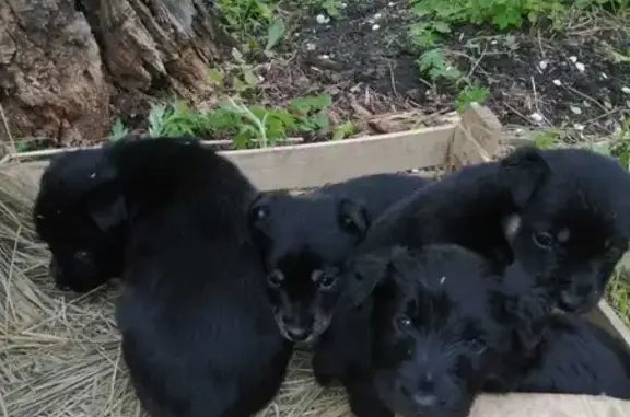 Найдены щенки-подкидыши на Комсомольской улице