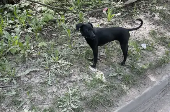 Найдена черная собака на Верейской, Москва