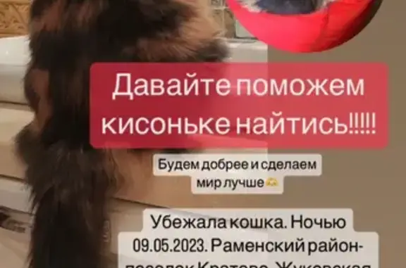Пропала трехцветная кошка на Тимирязевской улице, Кратово