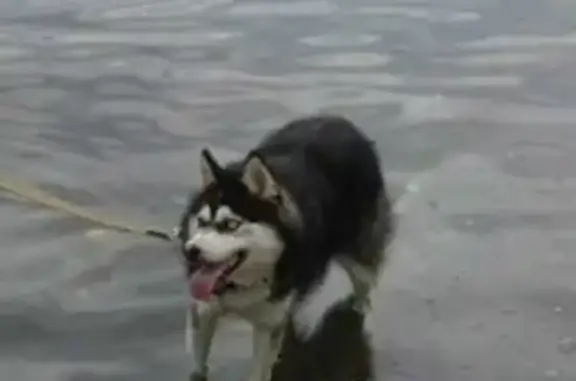 Пропала собака Ханна на ул. Революции, Екатеринбург