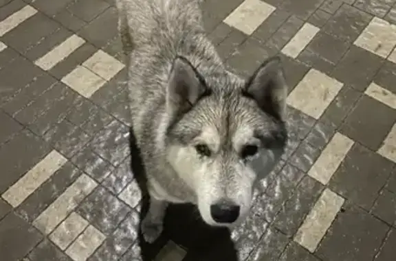 Собака Хаски найдена на улице Ерёменко, Ростов-на-Дону.