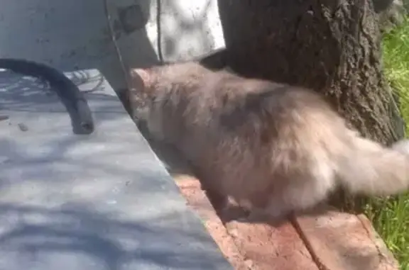 Пропала кошка в Керчи, Республика Крым