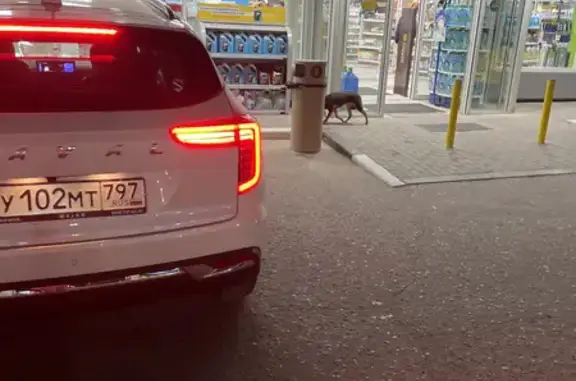 Собака на заправке Минское шоссе, Одинцово.