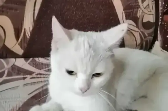 Найдена белая кошка в Новосибирске, ищет хозяев.