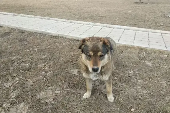 Найдена собака на ул. Вильского, ищем дом или передержку