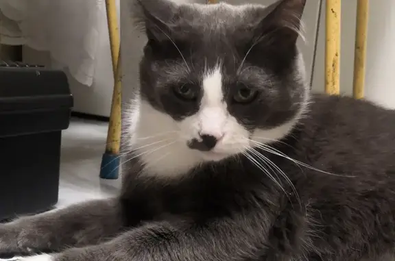 Потерянные животные Санкт-Петербург, фото: Пропала кошка Кот на пр. Энгельса 115 к1, СПб