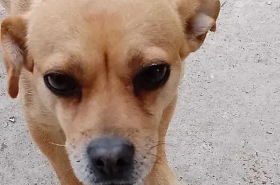 Найдена собака на улице Вавилова в Липецке