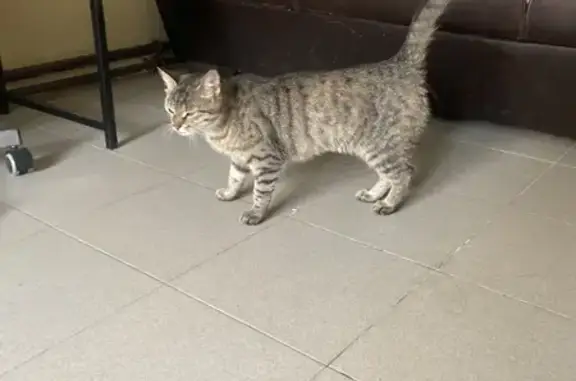 Домашняя кошка найдена на пр. Маркса, 79 в Обнинске