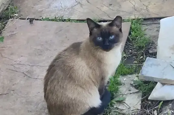 Найдена Сиамская кошка в Челнах