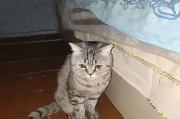 Пропала кошка на Октябрьской, 46, Тайшет