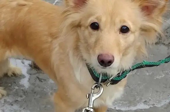 Пропала собака Ася в Первомайском районе, Новосибирск