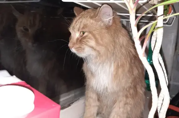 Найден рыжий котик на улице Верности, д 14 в СПб