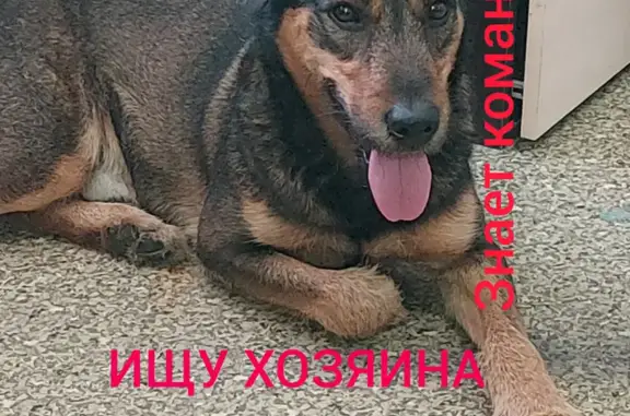 Найден пёс на ул. Панькова 13, Хабаровск