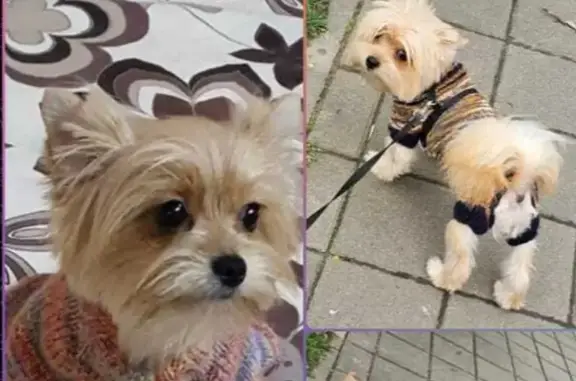 Пропала годовалая золотистая собака на Красном Крыму
