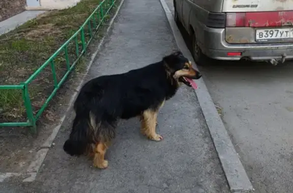 Собака найдена на Новороссийской, Челябинск