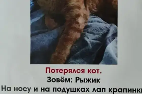 Пропала кошка Рыжик, выпрыгнула из окна на ул. Академика Королёва, 35